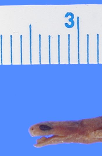 Media type: image; Herpetology A-8017